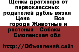 Щенки дратхаара от первоклассных  родителей(дубль вязка) › Цена ­ 22 000 - Все города Животные и растения » Собаки   . Смоленская обл.